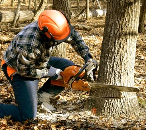 Tree Removal in San Jose, IL